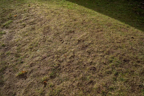 Why My Grass Is Dying 101: How to Revive Dead Grass