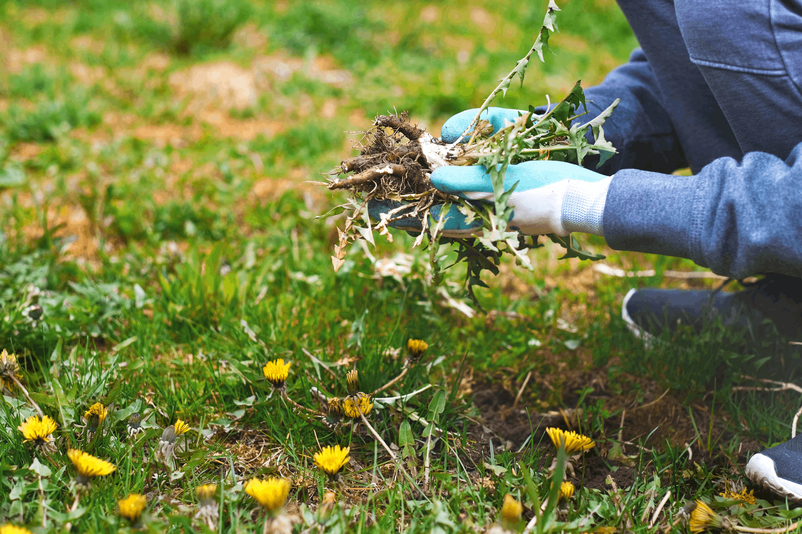 The Most Common Weeds in Garden and How To Keep Your Yard Weed-Free ...
