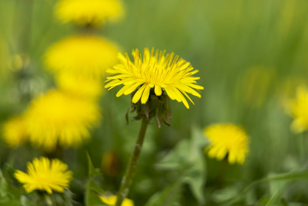Vibrant yellow dandelion flowers blooming in a grassy field