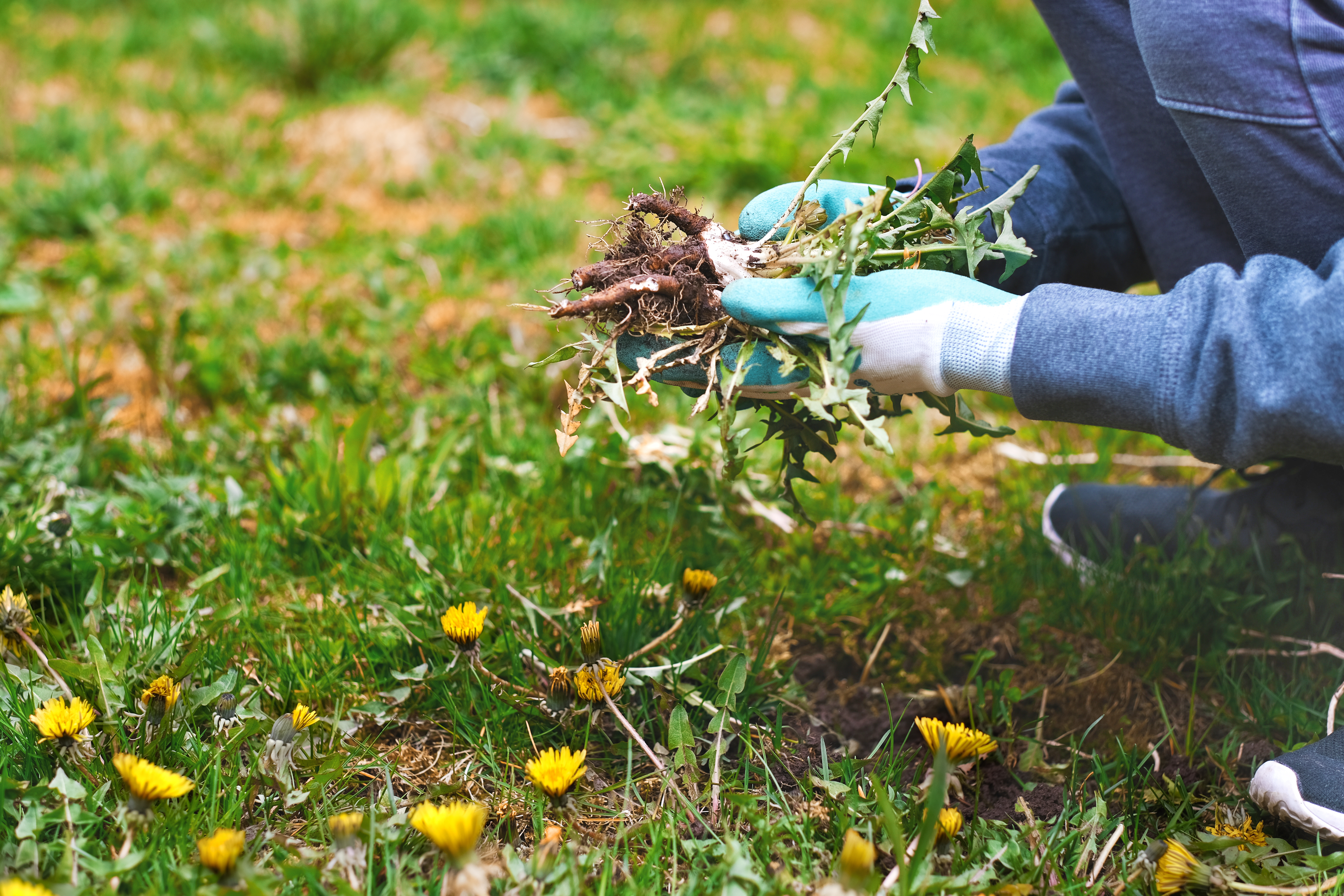 Close-up of a person's hand firmly grasping and uprooting weeds from the soil.